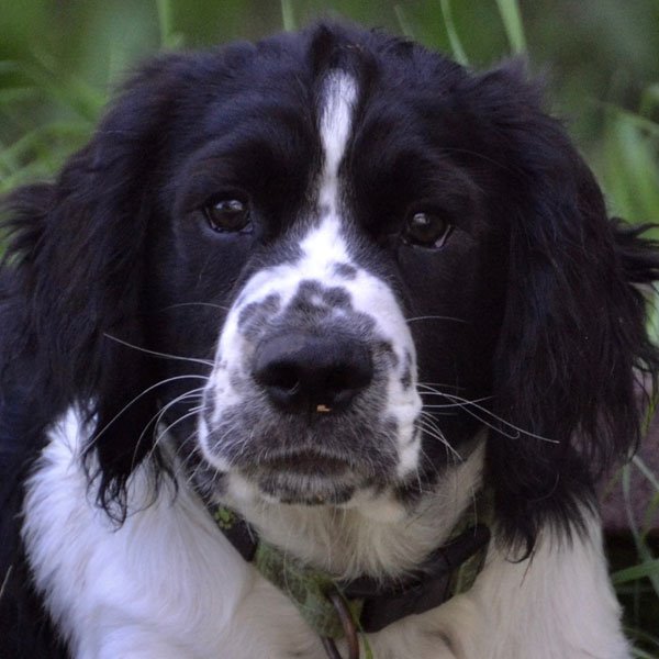 Rudy. English Springer Spaniel