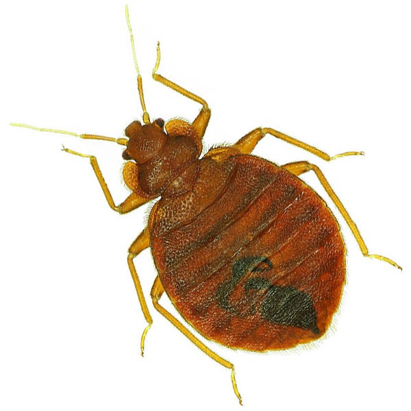 Bed Bug Information